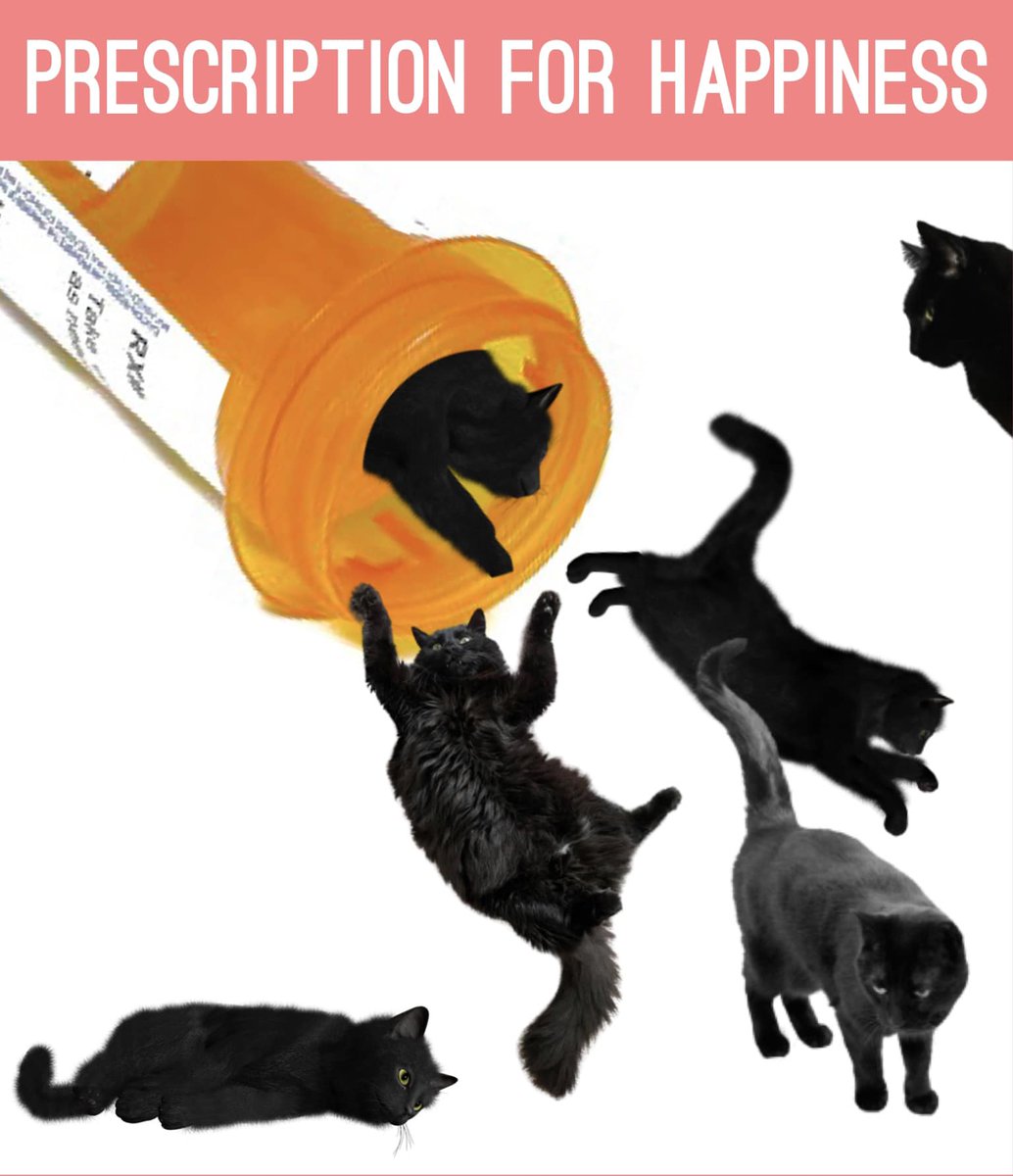 cats who share one braincell (@catbraincell) on Twitter photo 