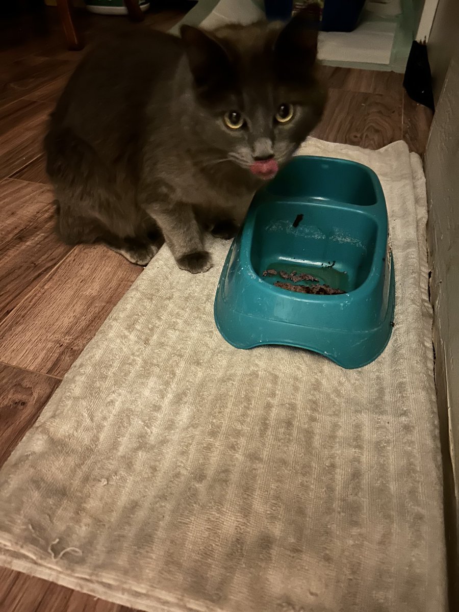 Lizzie_loves_JC's tweet photo. Thanks for the prayers. The demon has returned and my sweet husband can sleep now. #shesTheWorst
already plotting my demise 🙃 https://t.co/YisPT2i3an