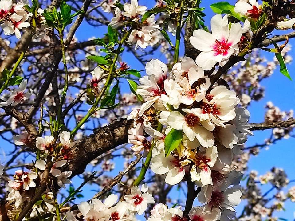 Aunque no se puede poner puertas a la vida, si estamos a punto de empezar la primavera. Pero, no te fíes todavía! nos quedan algunos días de invierno por delante! Y esperamos que sólo sea, meteorológicamente hablando 😉 #BonDiaATots 👵👴👨‍👩‍👧‍👦🧒👧🏻 y ... #AporElLunes 🌈