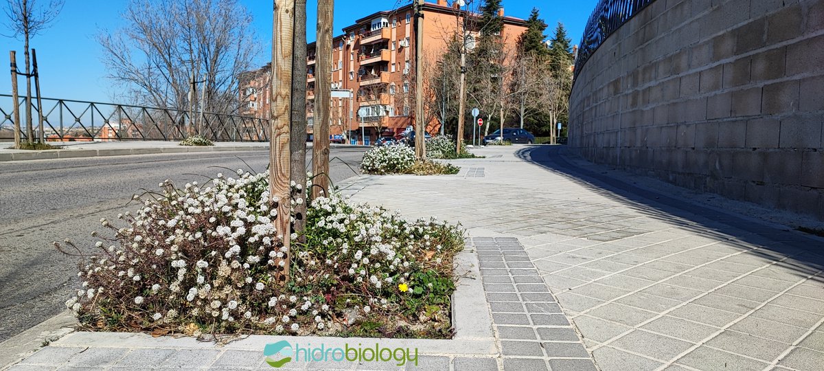 La preciosa flor de Lobularia maritima alegrando los alcorques incluso en los fríos meses de invierno en Rivas-Vaciamadrid ❤️

¿Qué os parece?😍

📸📸 Rivas - Vaciamadrid

#alcorquesvivos #naturalizacionurbana #alcorquesvivos #vegetacion #lobulariamaritima #rivasvaciamadrid