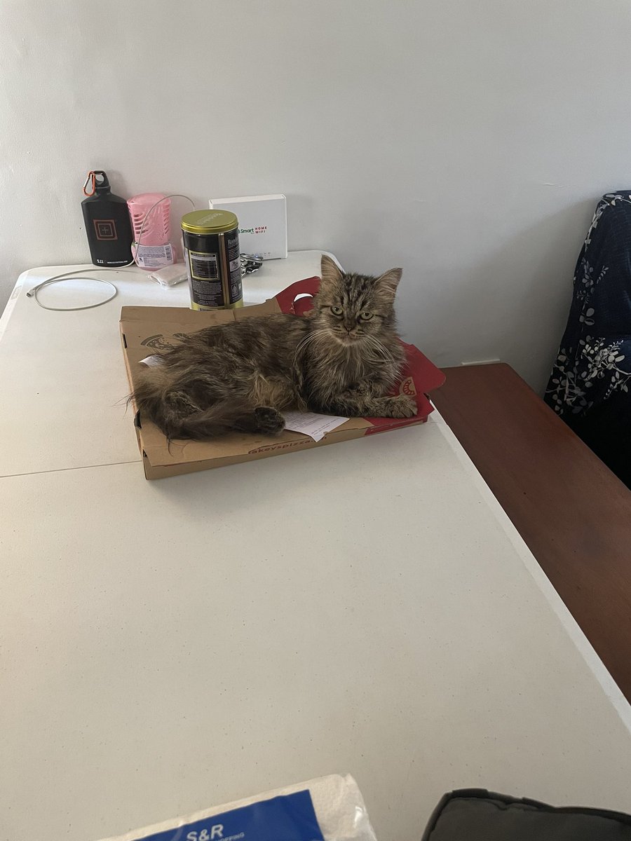 gggneil's tweet photo. Taking turns of guarding the pizza https://t.co/VhKFwf101r