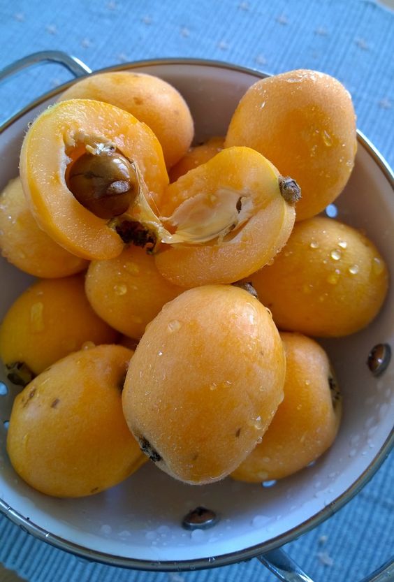 ビワは『大薬王樹』とも呼ばれており古来から薬用性の高い植物として重宝されてきました。寺の庭木としてビワが多く植えられているのは、僧侶が檀家にビワの薬用療法を行った為であると伝えられています。葉はビワ茶に、果実や種は氷砂糖と焼酎漬けにして薬用酒として。疲労/免疫回復が期待できます。