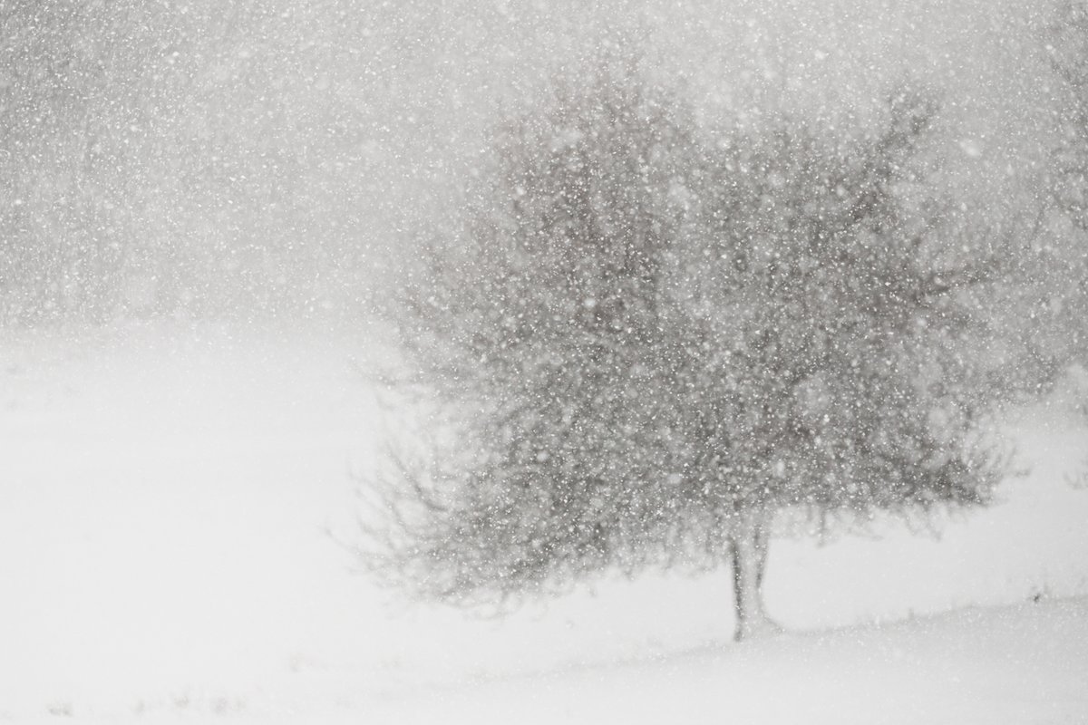 Arbre et beige
Tree and snow

#fsprintmonday #tree #snow #snowday #bnw #photooftheday #photography #FSprintmonday #bnwphotography