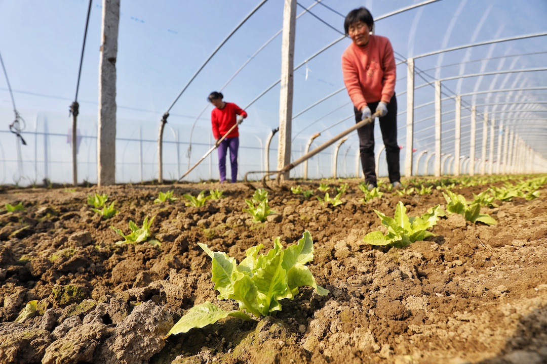 AmazingTaian's tweet photo. Farmers in #Taian's Daiyue district's Fanzhen town are busy as #spring approaches. The town has a 73.33+sq km #vegetable 🧅🥕🥔🍅🥒planting area and 12,000+ vegetable greenhouses. #DynamicTaian #HappyTaian https://t.co/Nb4GWU6apA