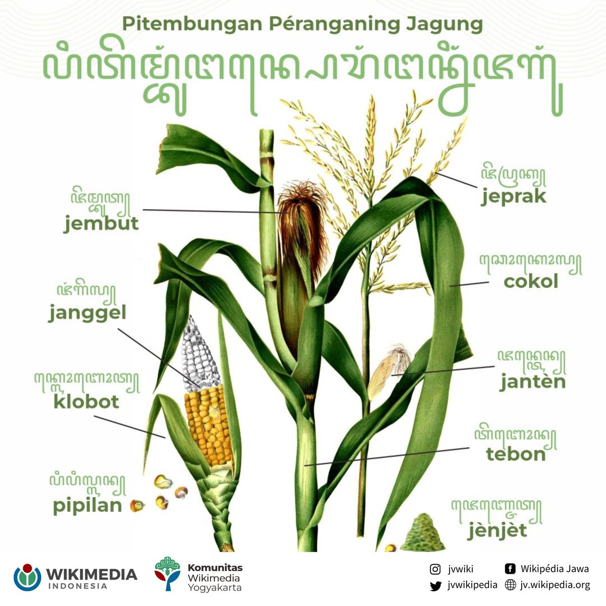 sastrajawacom's tweet image. Jagung punika mujudaken satunggaling tetuwuhan ingkang wigatos menggah kabudayan Jawi. Pramila wonten salebeting basa Jawi anggadhahi sawetawis tembung babagan péranganing tetuwuhan jagung.

📷 @jvwikipedia 
#Javanese #Wikipedia #Wiktionary #Jawa #Corn #Laras #Jagung #jawa