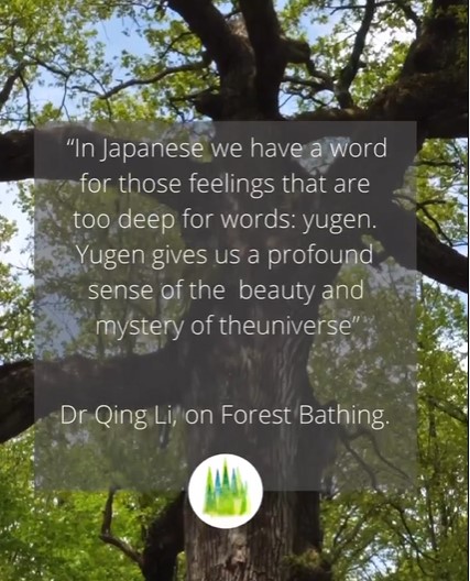TFB_Institute's tweet photo. Taking time to slow down to notice &amp; experience #nature is often something we may not have done since childhood. Often Forest Bathing participants comment on this. So today we encourage you to cultivate a sense of ‘Yugen’ so slow down &amp; just breathe 💚#ForestBathing #ShinrinYoku https://t.co/MhqN3wYxjh