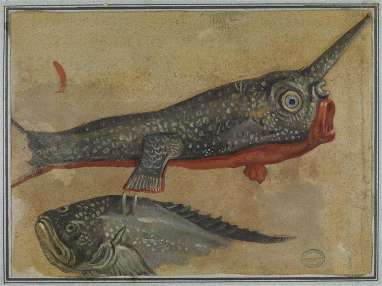 [Signe du Poisson] On célèbre aujourd'hui le #signe du #Poisson 🐟
Aphrodite et Eros ont plongé dans les eaux de l’Euphrate pour échapper au monstre marin Typhon et ont été sauvés par deux poissons grâce à Poséidon.

🖼 Deux poissons exotiques, François Desportes, vers 1692-93