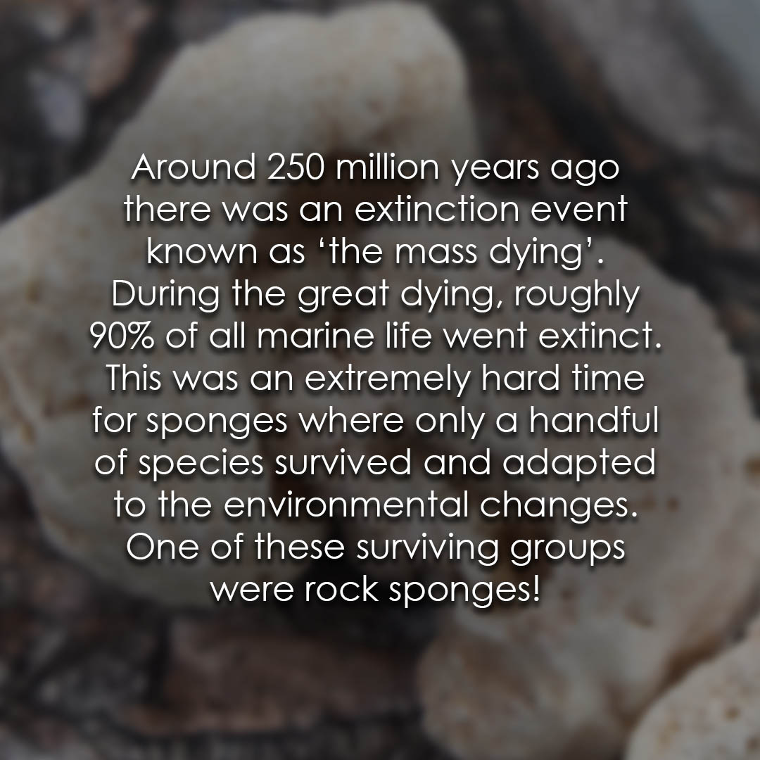 Sponges are one of the longest surviving animal groups! #seasponge #fossils #fossilsponge