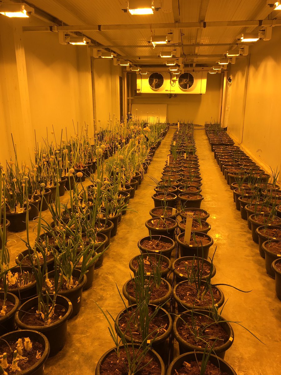 Jiffin6's tweet photo. Onion speed breeding https://t.co/RjRsAiF4MP