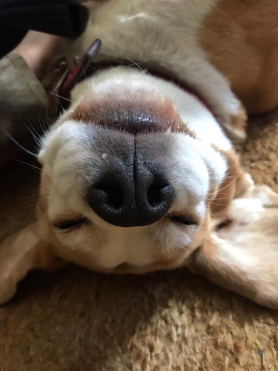 Ciderniks's tweet photo. Happy birthday to Frank the Cider Beagle.  8 today https://t.co/xaZPeP8rFp