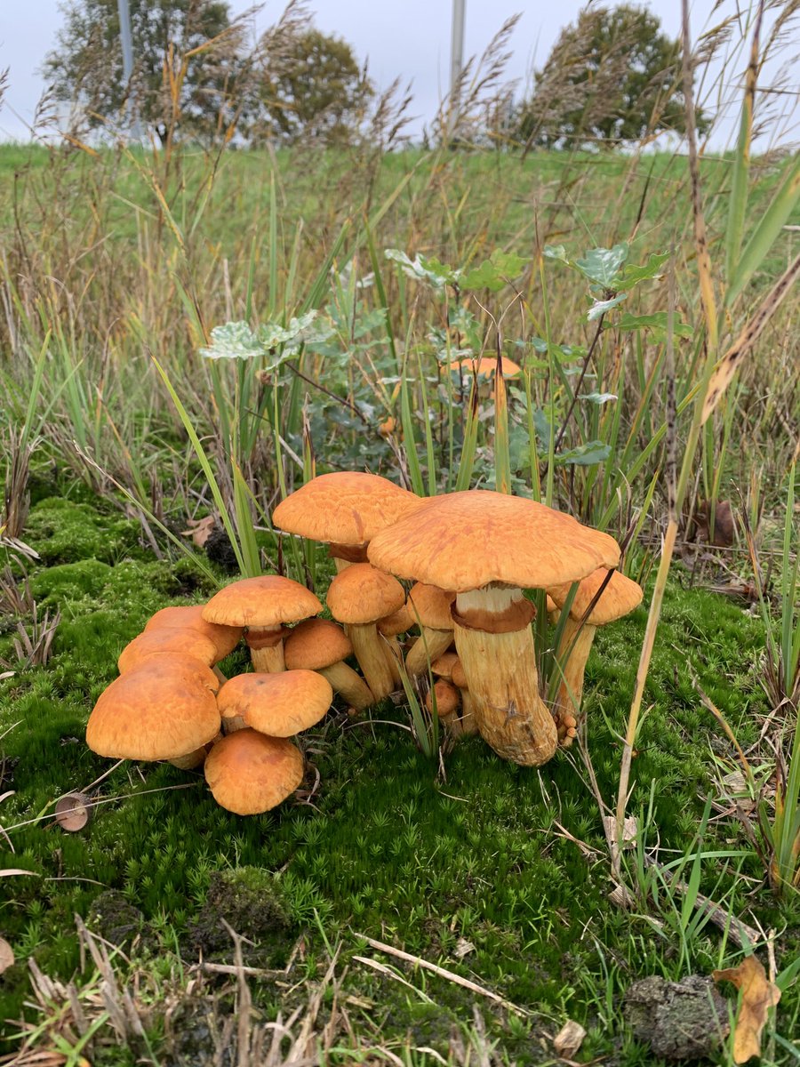 ⁦@ChrRoland⁩ 
#kleurindenatuur
#dag20
#oranje