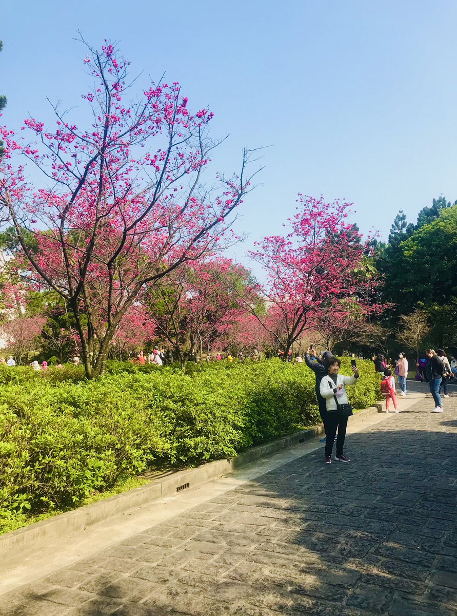 cherry blossom season in Taipei