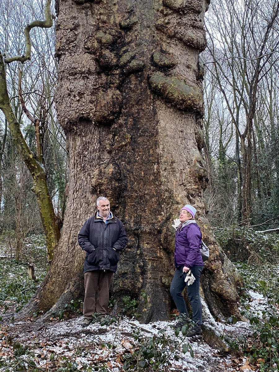 Mmm, which great UK tree 🌳 should we visit next? 🤔 Keep those suggestions coming! Thank you 🙏 @TheTreeCouncil @NatFedParks @nspugh @johntree1981 @ArbAssociation @LTOA33 @CityofTreesMcr @BristolTreeFora @SandallPark @Trees4Grenfell_ @Team4Nature twitter.com/ticlme/status/…