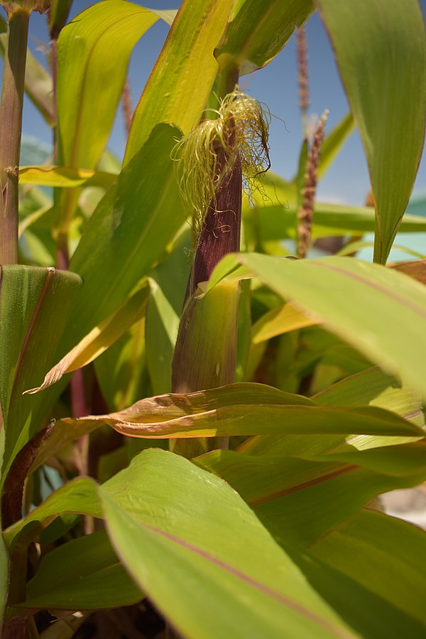MagnusPharao's tweet photo. It feels so good to find a cognate that you have hypothesized would exist, to confirm your reconstruction. 
I have been wondering about the origin of the Nahuatl word e:lo:tl/ye:lo:tl (the source of the Mexican Spanish word 'elote' "fresh corn cob"). https://t.co/H9jhCoHIvq