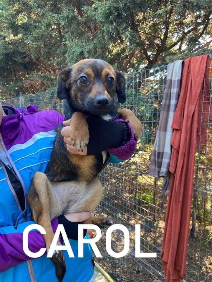 SosArgo's tweet photo. Carol &amp; Viola 6 mesi - cucciole di taglia piccola. Non superano i 40cm di altezza e lunghezza. Ditemi voi se sono grandi? Viola e Carol hanno bisogno solo di amore e non di sentire parlare di cm. Tappatevi la bocca 🤫🤫 #3289633366 o 3277995741 femmine vaccinate.#AdoptDontShop https://t.co/vEOe4VFeaD
