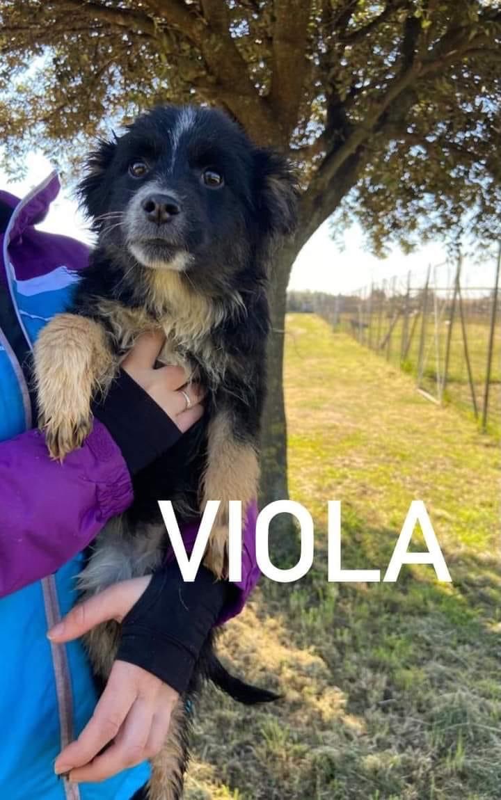 SosArgo's tweet photo. Carol &amp; Viola 6 mesi - cucciole di taglia piccola. Non superano i 40cm di altezza e lunghezza. Ditemi voi se sono grandi? Viola e Carol hanno bisogno solo di amore e non di sentire parlare di cm. Tappatevi la bocca 🤫🤫 #3289633366 o 3277995741 femmine vaccinate.#AdoptDontShop https://t.co/vEOe4VFeaD