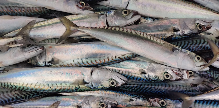 fish.heroes (@heroesfish) on Twitter photo The <a href="/cornwallgoodsea/">CornwallGoodSeafood</a> teacher CPD with <a href="/FoodTCentre/">FoodTeachersCentre</a> is this week – Sat 25, 10am – have you booked? Open to Cornish food teachers it covers local & sustainable Cornish seafood, and practical fish work! St Austell – info/book here bit.ly/3S22DRB #fishheroes The <a href="/cornwallgoodsea/">CornwallGoodSeafood</a> teacher CPD with <a href="/FoodTCentre/">FoodTeachersCentre</a> is this week – Sat 25, 10am – have you booked? Open to Cornish food teachers it covers local & sustainable Cornish seafood, and practical fish work! St Austell – info/book here bit.ly/3S22DRB #fishheroes