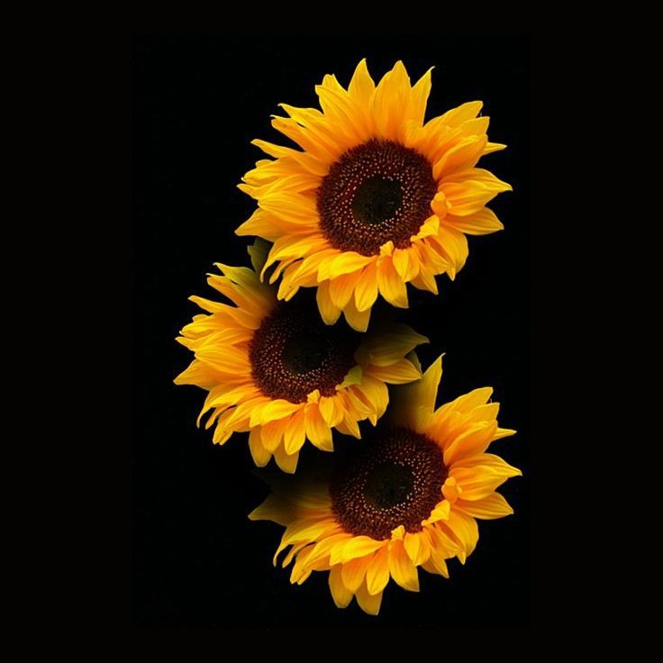 🌻 (@giras0les__) on Twitter photo 