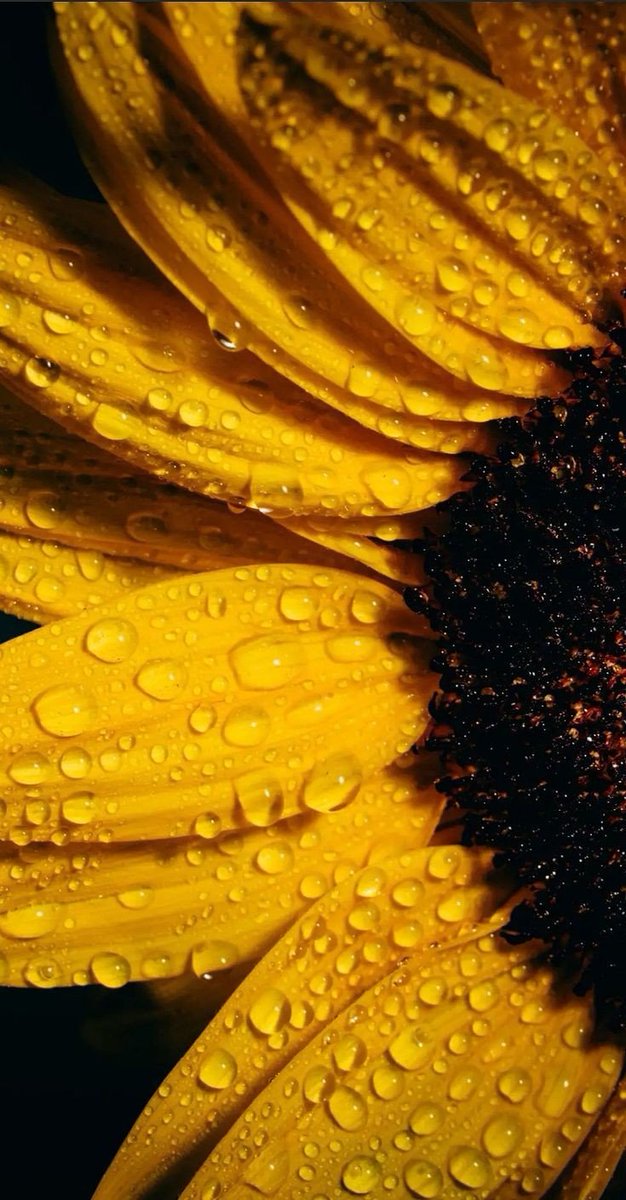 🌻 (@giras0les__) on Twitter photo 