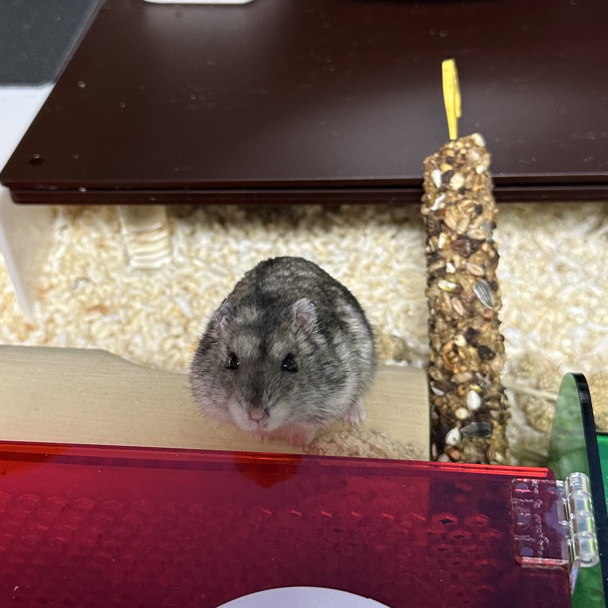 간만에 본 얼굴 .. 귀엽군아........
코땃쥐멜빈아 요즘 너 보기 힘들다?