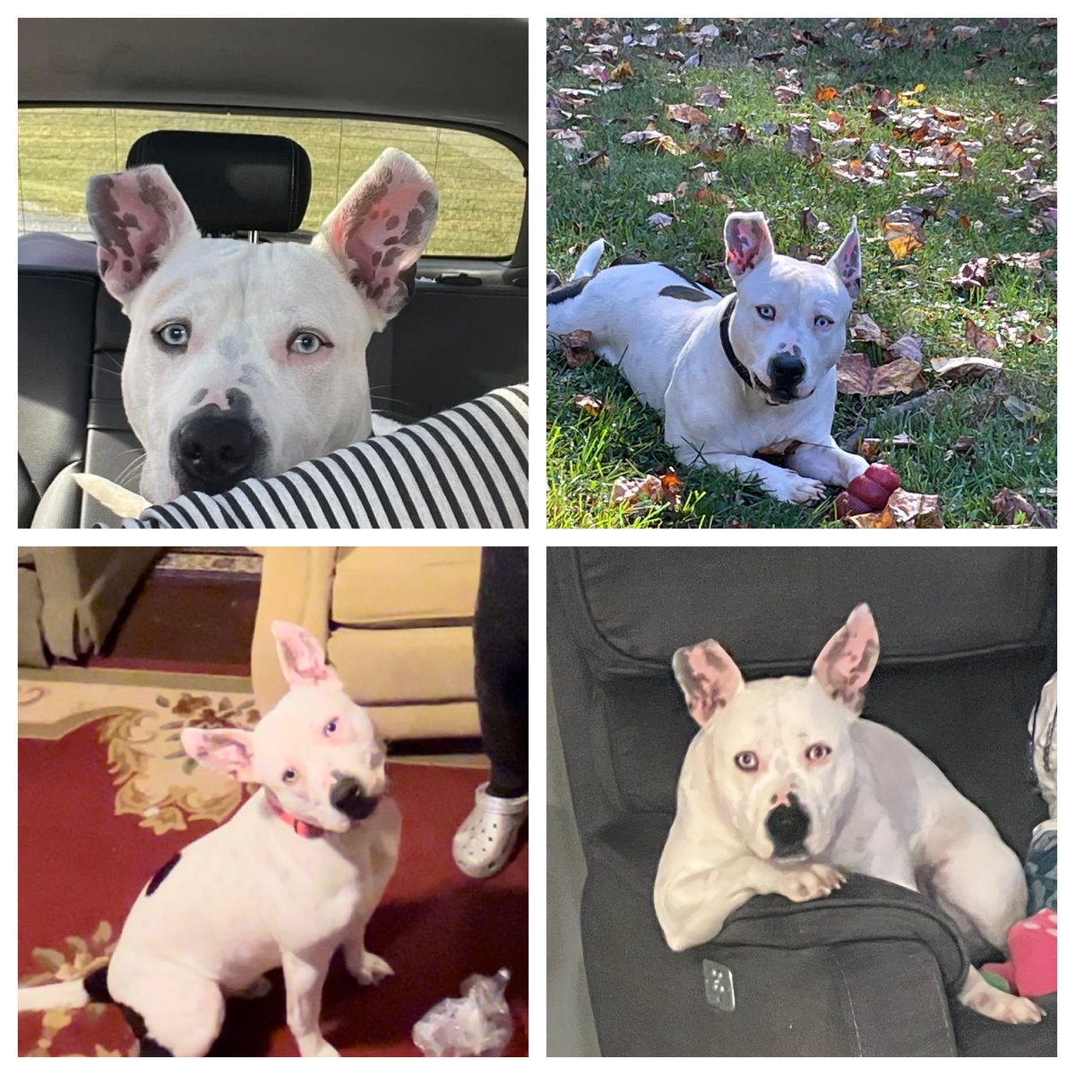 _LovingELLE's tweet image. Bruno💙 @fox5dc #pitbull #gooddaydc #nationalpetday