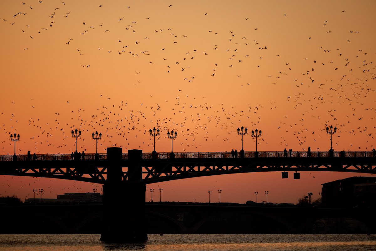 Toulouse's tweet photo. #NouvellePhotoDeCouverture 🌇Une très belle fin de journée d'hiver à Toulouse et un magnifique coucher de soleil entre deux ponts. 
Reconnaissez-vous lesquels sont sur la photo ? https://t.co/gPX6I3A70A