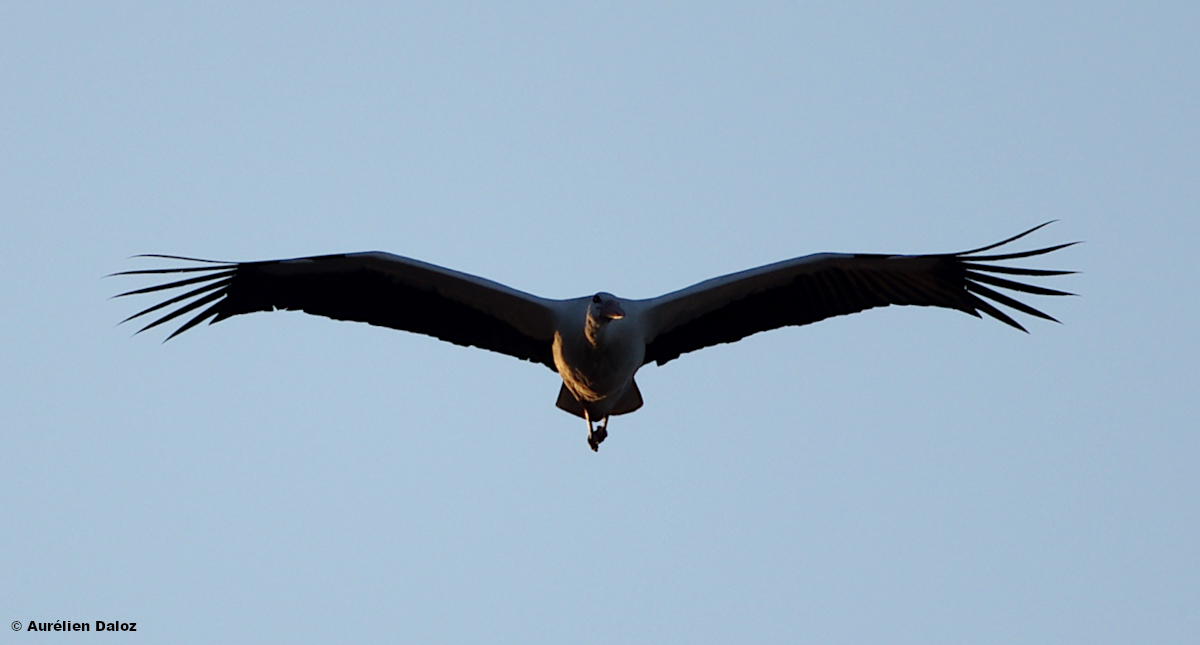 Cigogne blanche (Ciconia ciconia - White Stork) en vol. Important dortoir hier soir sur la commune de #Montbazin. #Biodiversité