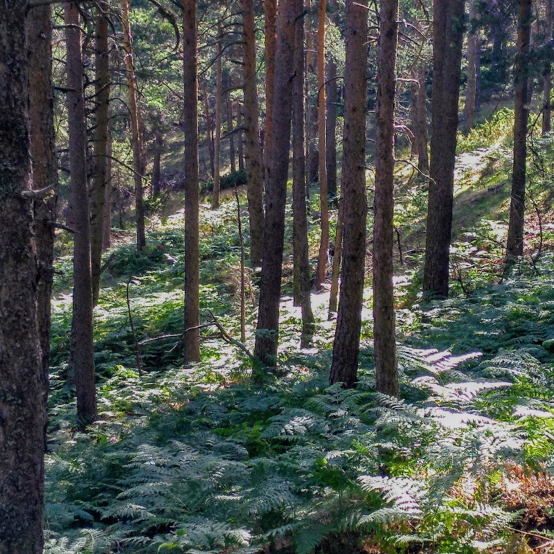 FBiodiversidad's tweet photo. El proyecto #BioFoRest de @urjc evalúa las reforestaciones de Castilla-La Mancha y Madrid en los últimos 70 años y elaborará un 📖 manual de buenas prácticas para la planificación y gestión de la biodiversidad 🐿️ de los bosques 🌳
#ProyectosPRTR #PlanDeRecuperación