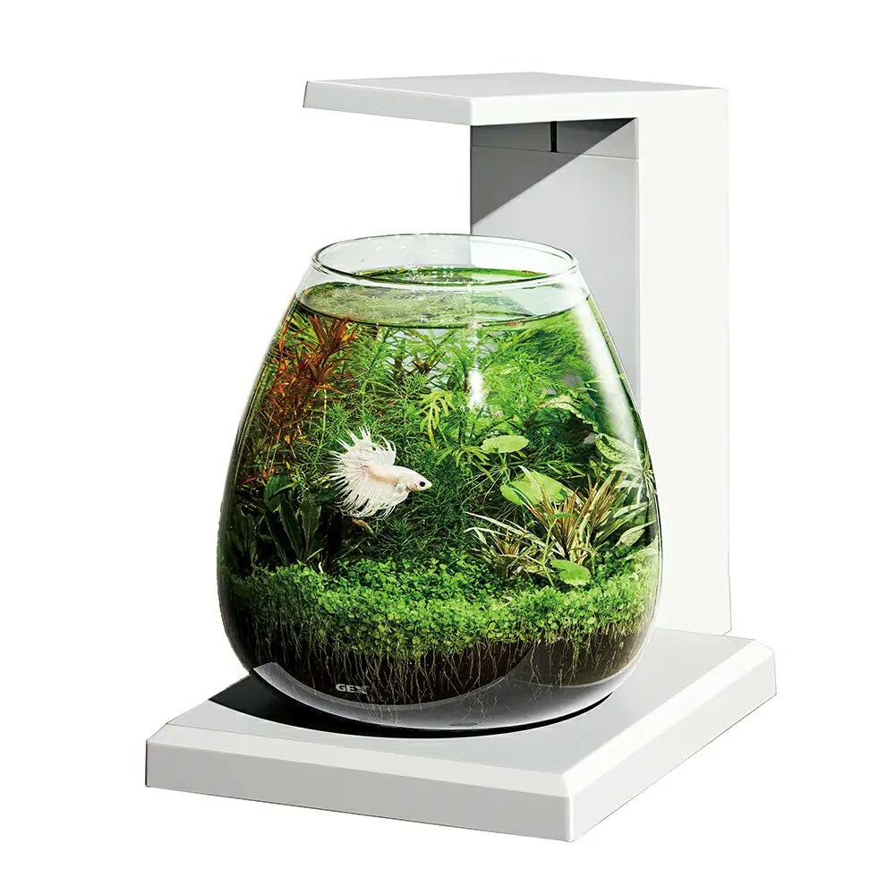 チャーム公式 tweet media