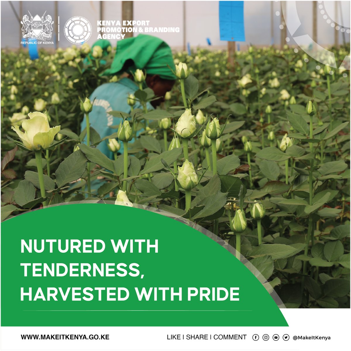 MakeItKenya's tweet photo. The sunny, equatorial climate is best suited for cultivating a host of cut flowers. The main production areas are around Lake Naivasha, Mt. Kenya, Thika, Kiambu, Athi River, Kitale, Nakuru, Kericho, Nyandarua, Trans-Nzoi, Uasin Gishu and Eastern Kenya
#ThinkFlowers - #MakeItKenya https://t.co/GThk2fPypi
