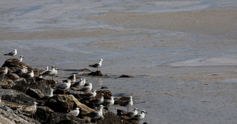 UN ocean treaty talks resume to save biodiversity