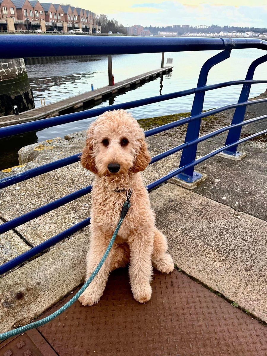 ChloeRedpath4's tweet image. #PLTpetday