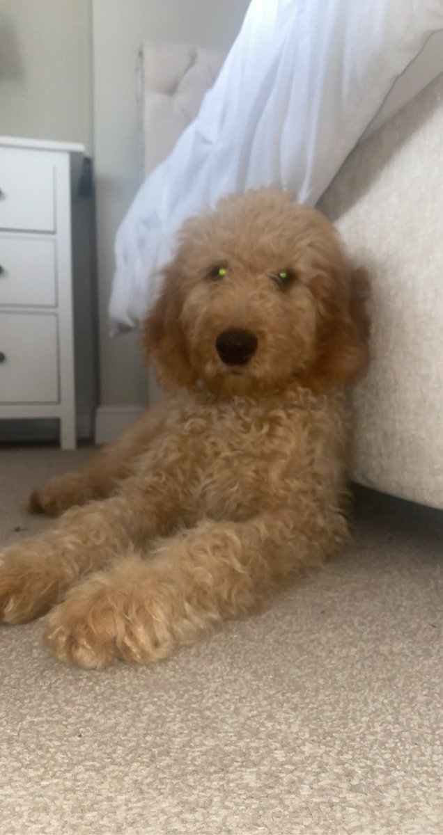 ChloeRedpath4's tweet image. #PLTpetday