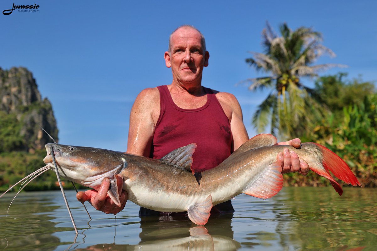 FishJurassic's tweet photo. They're slippery, slimy and a species native to Thailand, the Asian retail catfish.
https://t.co/lhDzXTxgPA
enquiries@jurassicfishingthailand.com
#JurassicMountainFishingPark #Fish #Catfish #AsianRedtailCatfish #Fishing #Angling #CarpAngling #PredatorAngling #AnglingAdventure https://t.co/hNGcf0wOQi