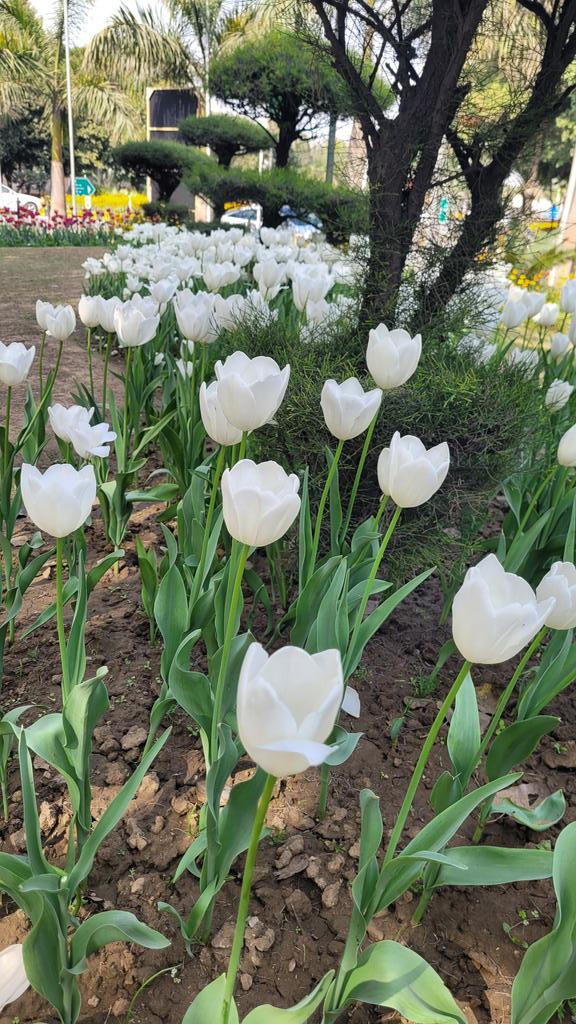 ndcnn's tweet image. Finally saw the Tulips on Shanti Path 
#Flora #SpringinDelhi #FlowerPower #FlowerReport