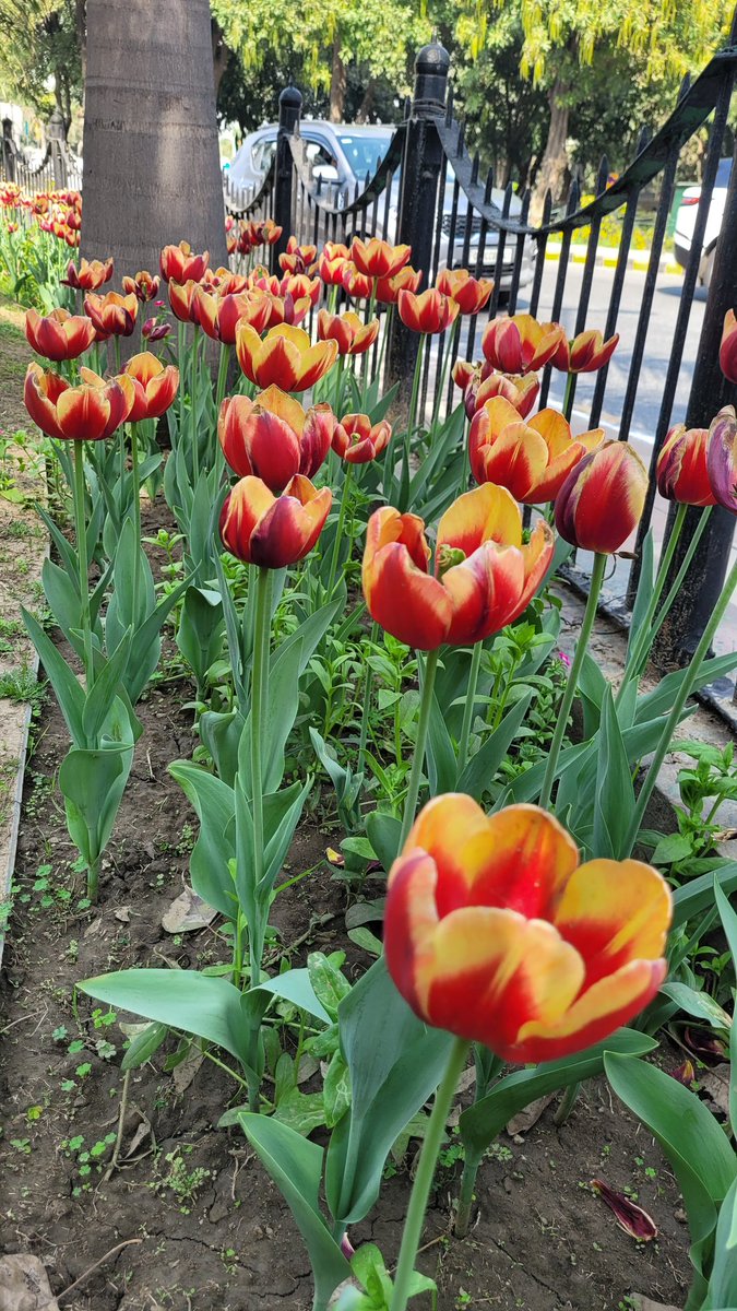ndcnn's tweet image. Finally saw the Tulips on Shanti Path 
#Flora #SpringinDelhi #FlowerPower #FlowerReport
