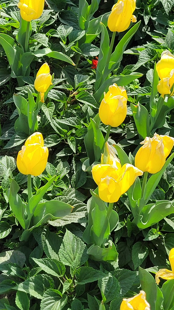 ndcnn's tweet image. Finally saw the Tulips on Shanti Path 
#Flora #SpringinDelhi #FlowerPower #FlowerReport