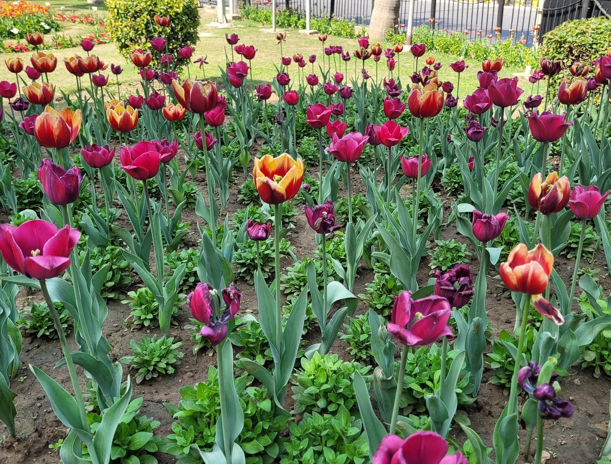 ndcnn's tweet image. Finally saw the Tulips on Shanti Path 
#Flora #SpringinDelhi #FlowerPower #FlowerReport