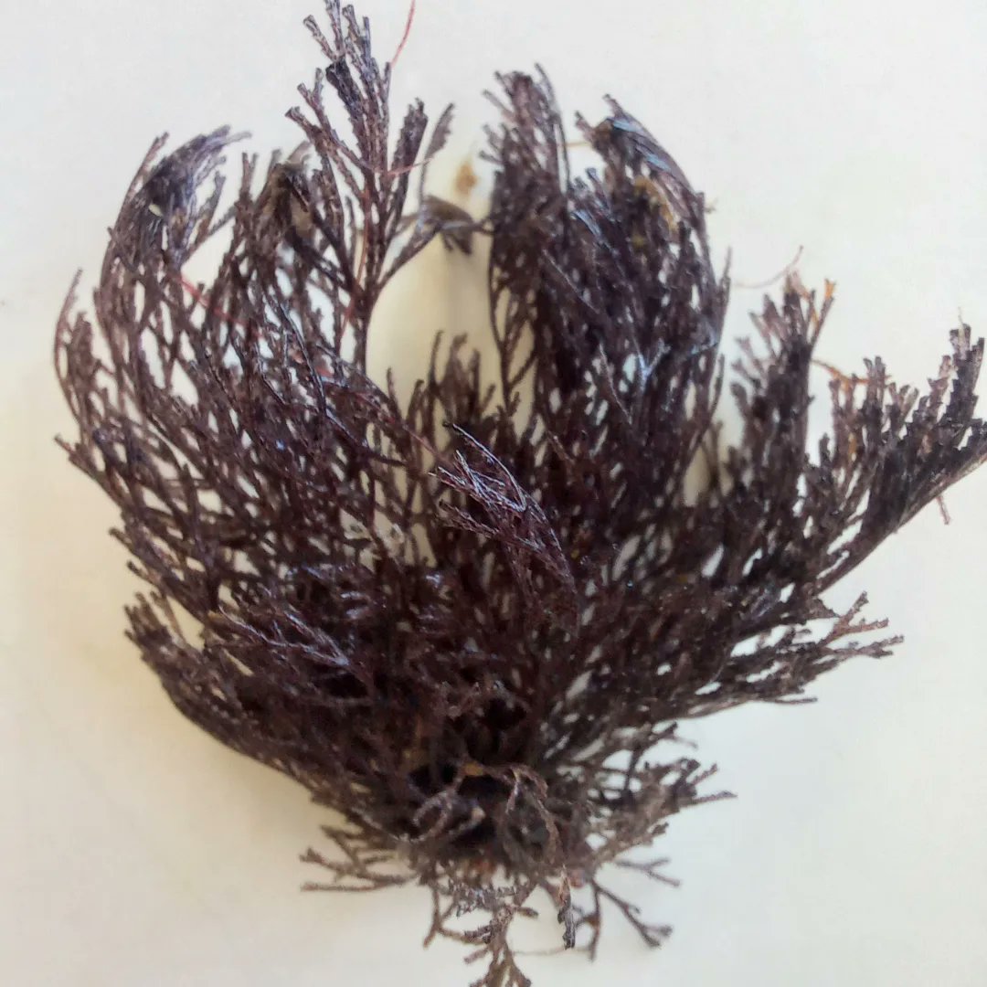 rebeccabhull's tweet image. Our study species for #ZOOL30008 #ExperimentalMarineBiology: Bugula neritina, an arborescent bryozoan. Students investigated the effects of climate change (pH, temperature) on larval success.

@BioSci_UniMelb @scimelb @unimelb #marinebiology #fieldcourse #undergradresearch