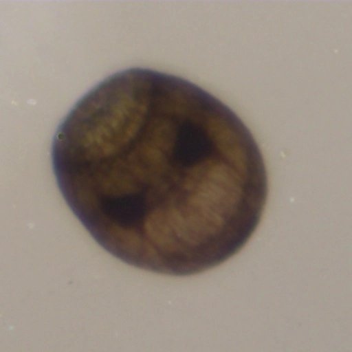 rebeccabhull's tweet image. Our study species for #ZOOL30008 #ExperimentalMarineBiology: Bugula neritina, an arborescent bryozoan. Students investigated the effects of climate change (pH, temperature) on larval success.

@BioSci_UniMelb @scimelb @unimelb #marinebiology #fieldcourse #undergradresearch