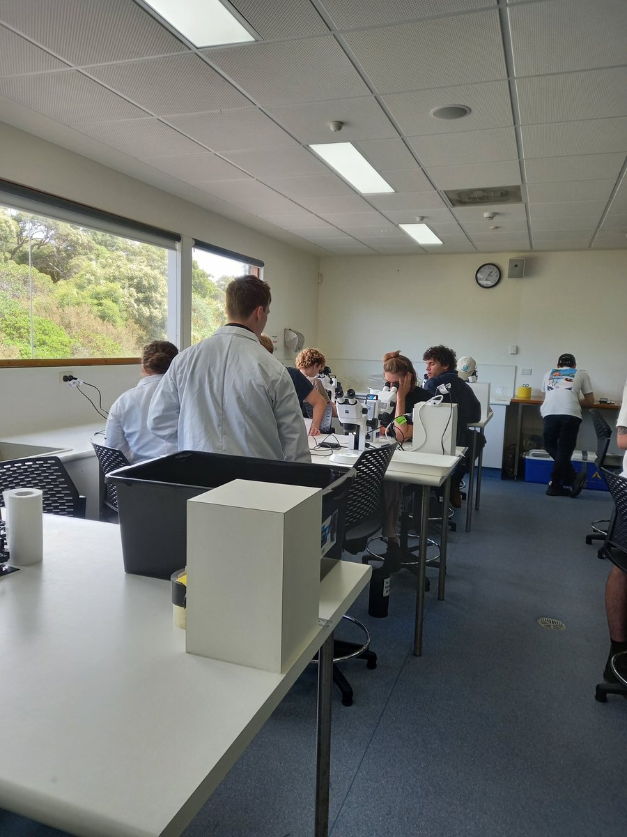 rebeccabhull's tweet image. Our study species for #ZOOL30008 #ExperimentalMarineBiology: Bugula neritina, an arborescent bryozoan. Students investigated the effects of climate change (pH, temperature) on larval success.

@BioSci_UniMelb @scimelb @unimelb #marinebiology #fieldcourse #undergradresearch