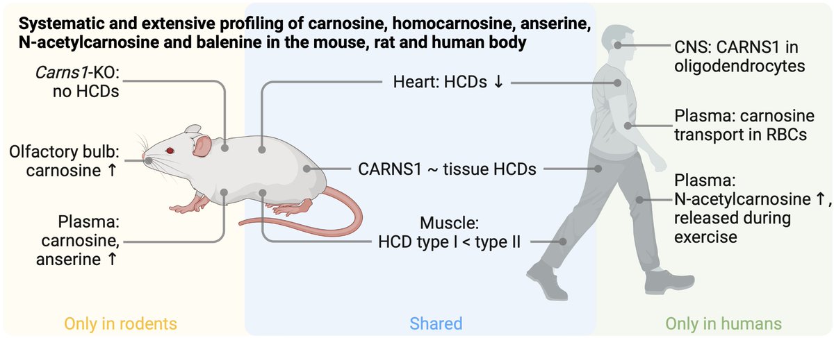 We are happy to share our new <a href="/biorxivpreprint/">bioRxiv</a> paper on the profiling of histidine-containing dipeptides across mice, rats and humans. Really fun team effort with co-first authors <a href="/janspaas/">Jan Spaas</a> and <a href="/SarahdeJager93/">Sarah de Jager</a>. 👇👇
biorxiv.org/content/10.110… (1/4)