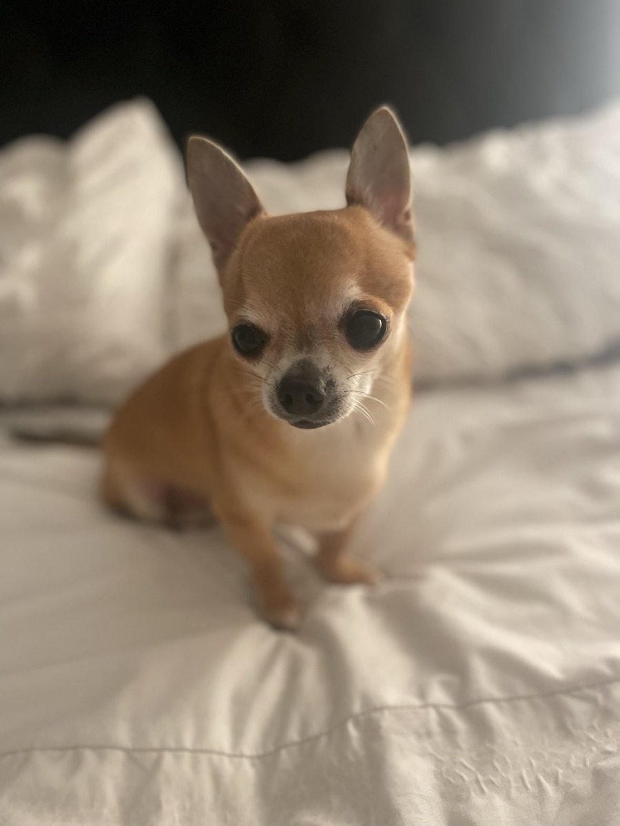 laraflynnn's tweet photo. #PLTPetDay Olly https://t.co/NzLJVXQkN3