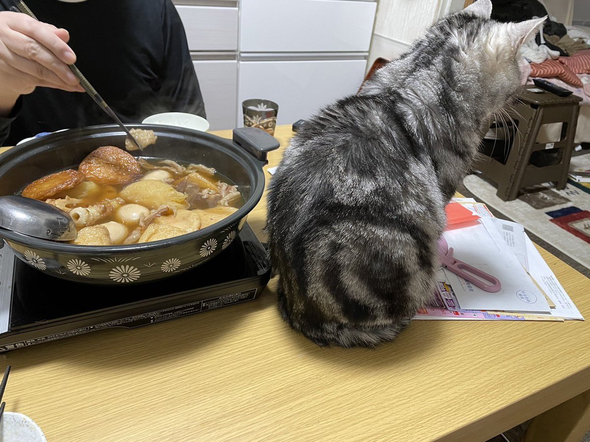 InAoNxLM89S7FGI's tweet photo. おでんで暖をとりに来たカリン🍊 https://t.co/73fGogWMXE