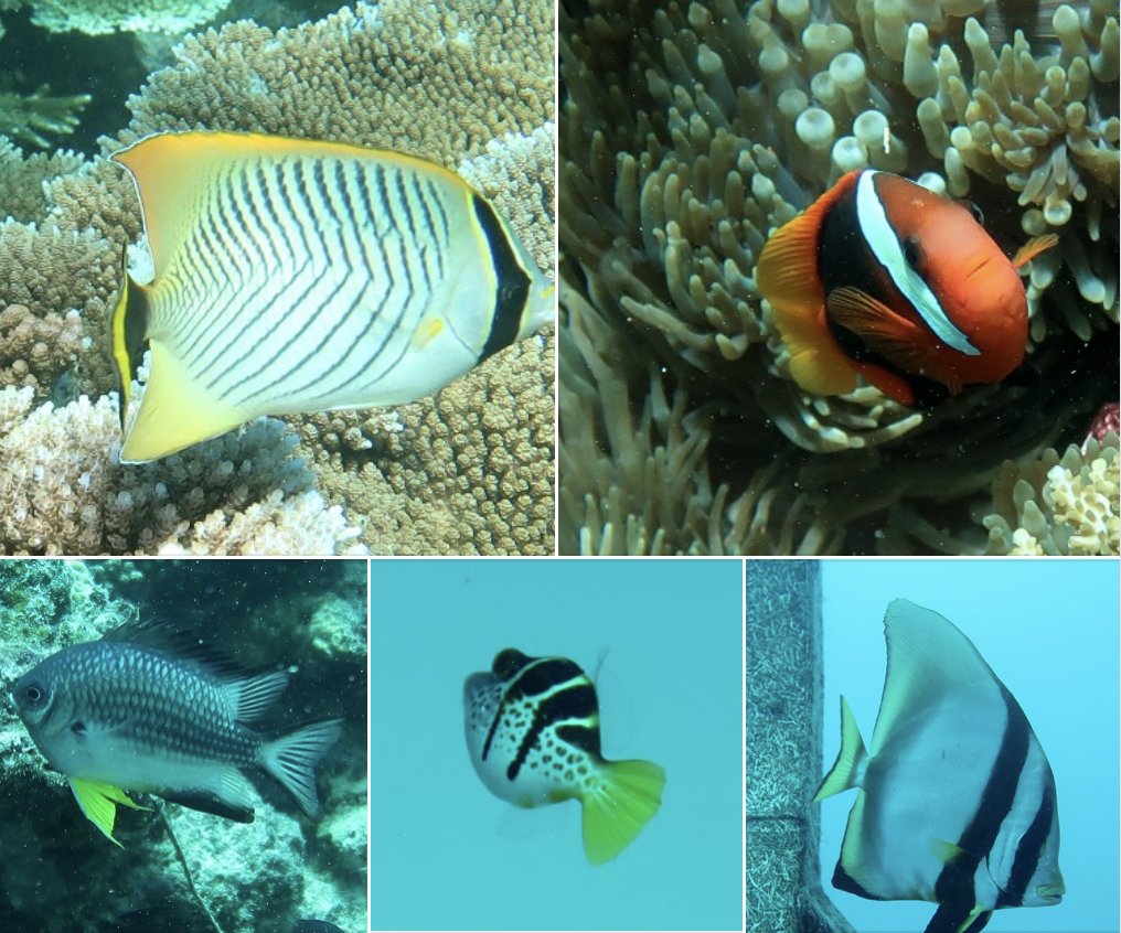 A milestone of over 1000 observations including 338 species recorded by 102 citizen scientists at John Brewer Reef.  @CitSciOZ @ReefLife911 @GBRFoundation @citizensGBR @reefcitsci @JCUFish @TropWATER @Science_Academy @MTQ_Townsville 
inaturalist.ala.org.au/projects/coral…