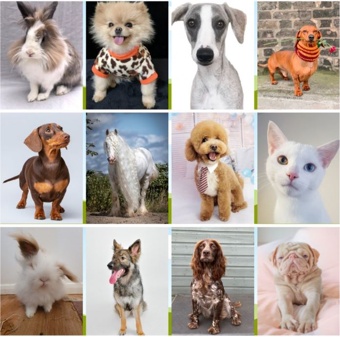 models_direct's tweet image. National Love your Pet Day

#pets #loveyourpetday #petmodelling #modelsdirect #bookamodel