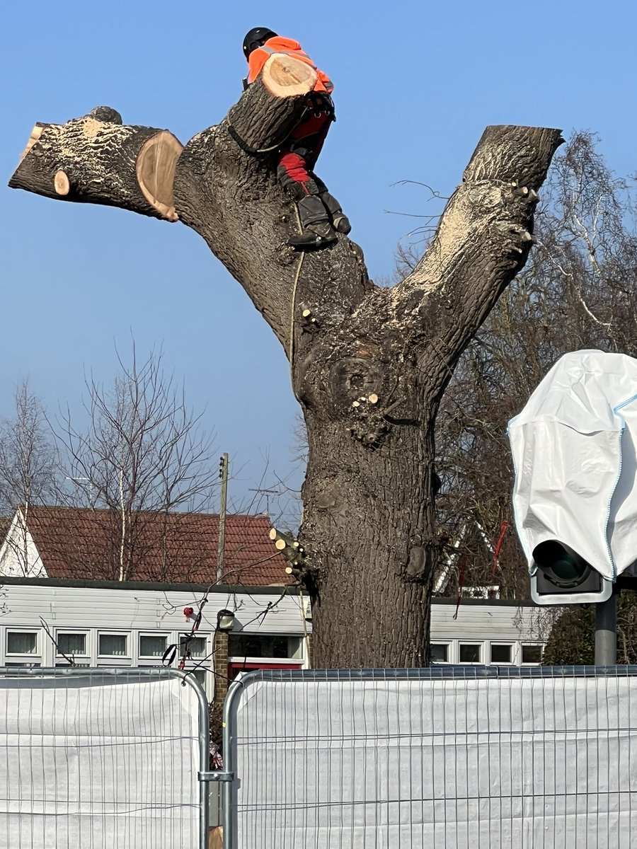 TiCLme's tweet photo. Perhaps you’re wondering why?
#Y 🤔 

There is actually only one reason for cutting down a healthy #veterantree

https://t.co/PoeKAttUbc https://t.co/VbLGDT8cI1