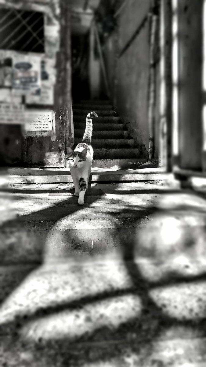 n_isaisa's tweet photo. #CatsOfTwitter #catsofbaku https://t.co/4uISRwrAT4