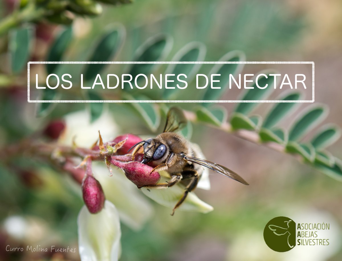 Abeja_Silvestre's tweet photo. Algunas #abejassilvestres no siempre visitan las flores de forma "legal"🐝 Aquí os presentamos a los ladrones de néctar, esperamos que os guste!

En portada:  macho de Xylocopa cantabrita (Apidae) robando néctar de una flor de Erophaca baetica (Fabaceae).

🧵Enlaces a recursos👇 https://t.co/py6q5ICd2B