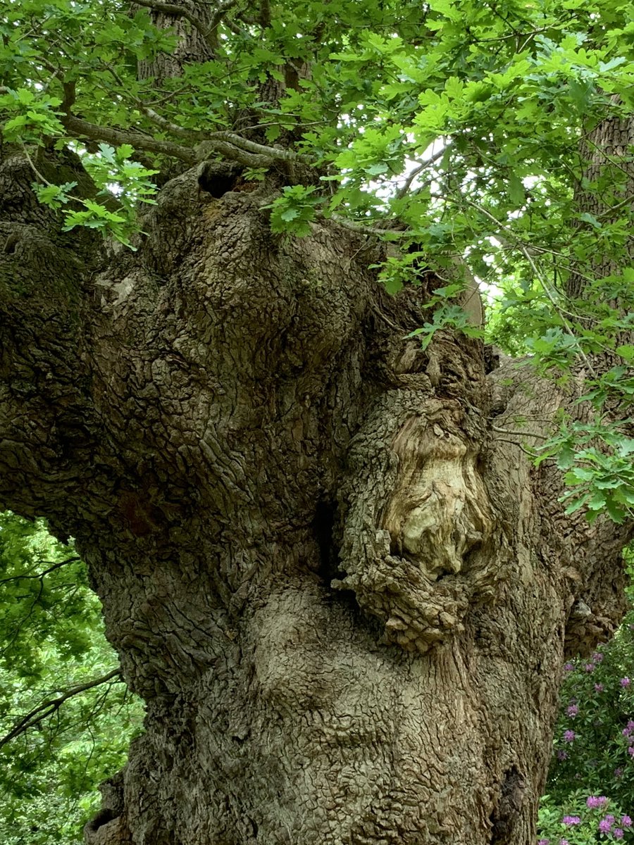 PortmannCarrick's tweet photo. The bark of an ancient oak
#KingOak https://t.co/u257gCUB1Y